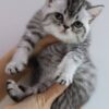 Candy - British Shorthair Silver Marble Male 2.5 Months Old