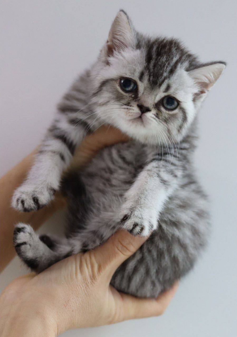 Candy - British Shorthair Silver Marble Male 2.5 Months Old