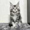 Katy - Maine Coon Female Silver 2.5 Months Old