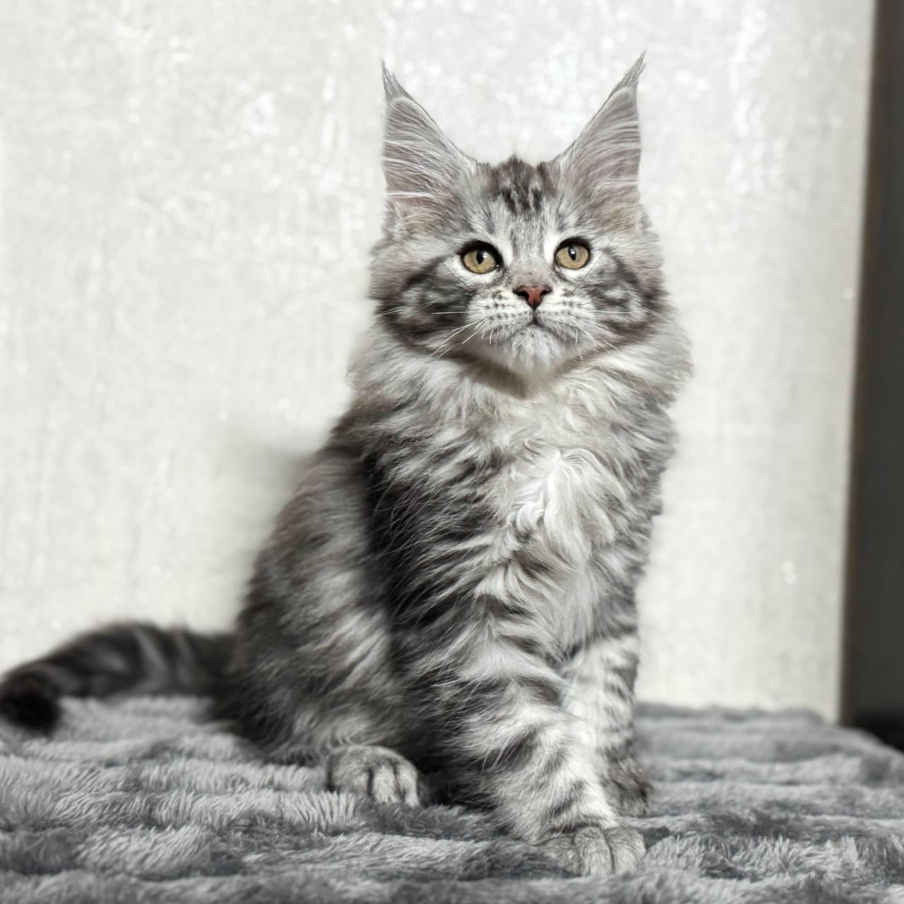 Kendra - Maine Coon Female Silver 2.5 Months Old