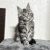 Kiko - Maine coon Female Silver 2.5 Months Old