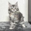 Kelsi - Maine Coon Female Black Marble 2.5 Months Old