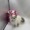 Elle - Female Ragdoll 3 Months Old