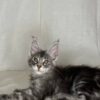 Karen - Maine Coon Silver Female 3 Months Old