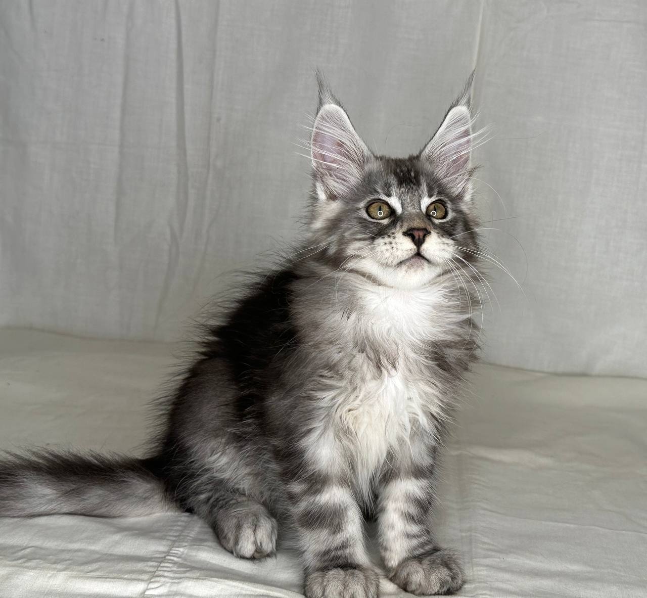 Junya - Maine Coon Silver Female 3 Months Old