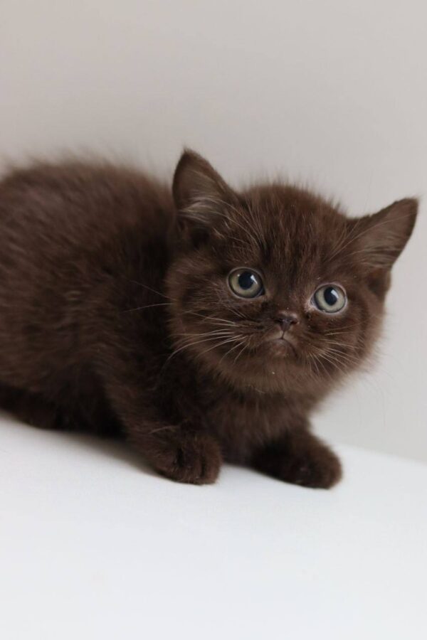 Choco - British Shorthair Chocolate Male 2.5 Months Old