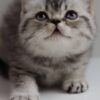 Candy - British Shorthair Silver Marble Male 2.5 Months Old