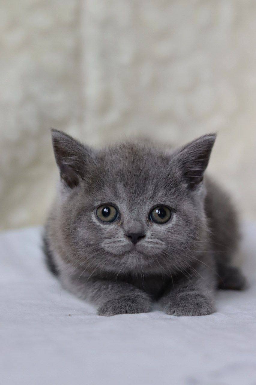 Lucy - British Shorthair Blue Female 2.5 Months Old