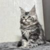 Katy - Maine Coon Female Silver 2.5 Months Old