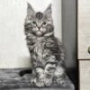 Kiko - Maine coon Female Silver 2.5 Months Old