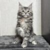 Kelsi - Maine Coon Female Black Marble 2.5 Months Old