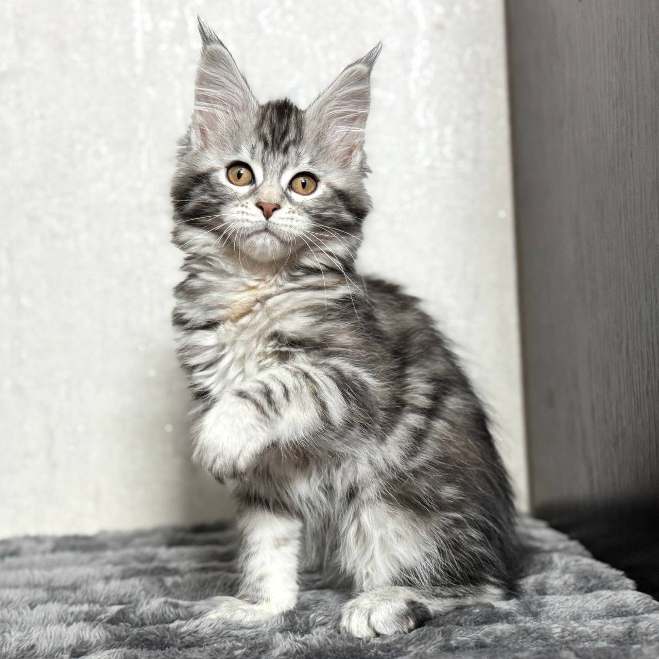 Kenneth - Maine Coon Female Black Marble 2.5 Months Old