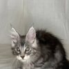 Junya - Maine Coon Silver Female 3 Months Old