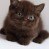 Choco - British Shorthair Chocolate Male 2.5 Months Old