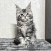 Katy - Maine Coon Female Silver 2.5 Months Old