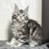 Kenneth - Maine Coon Female Black Marble 2.5 Months Old