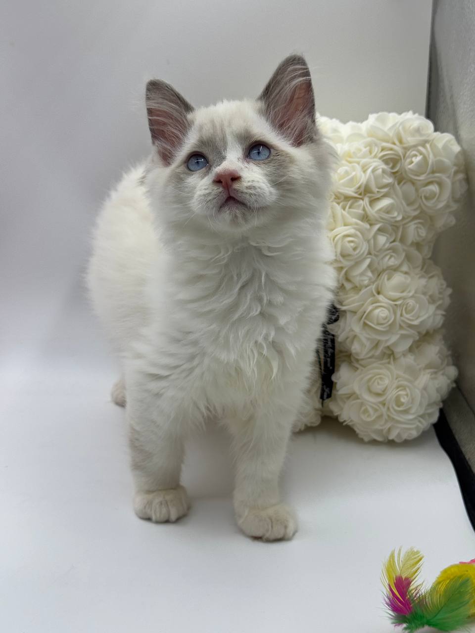 Jimmy - Male Ragdoll 3 Months Old