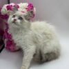 Elle - Female Ragdoll 3 Months Old