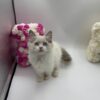 Elle - Female Ragdoll 3 Months Old