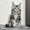 Katy - Maine Coon Female Silver 2.5 Months Old