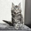 Kiko - Maine coon Female Silver 2.5 Months Old