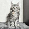 Kelsi - Maine Coon Female Black Marble 2.5 Months Old