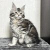 Kenneth - Maine Coon Female Black Marble 2.5 Months Old