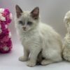 Jimmy - Male Ragdoll 3 Months Old