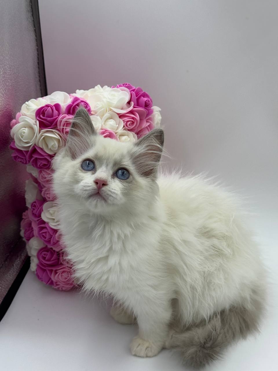 Elle - Female Ragdoll 3 Months Old