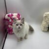 Elle - Female Ragdoll 3 Months Old