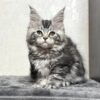 Katy - Maine Coon Female Silver 2.5 Months Old