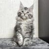 Kendra - Maine Coon Female Silver 2.5 Months Old