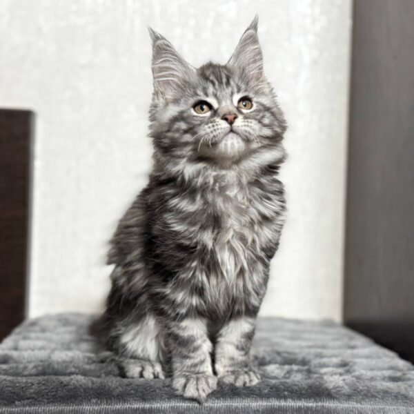 Kiko - Maine coon Female Silver 2.5 Months Old