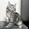 Kelsi - Maine Coon Female Black Marble 2.5 Months Old