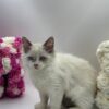 Jimmy - Male Ragdoll 3 Months Old