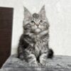 Kiko - Maine coon Female Silver 2.5 Months Old