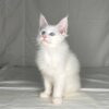 Juliska Maine coon female 2.5 months old