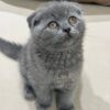 Gucci Scottish fold blue male 2 month old