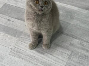 Matilda Scottish fold blue female 3 months old