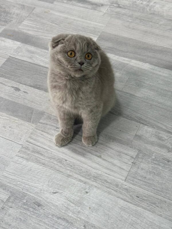 Matilda Scottish fold blue female 3 months old