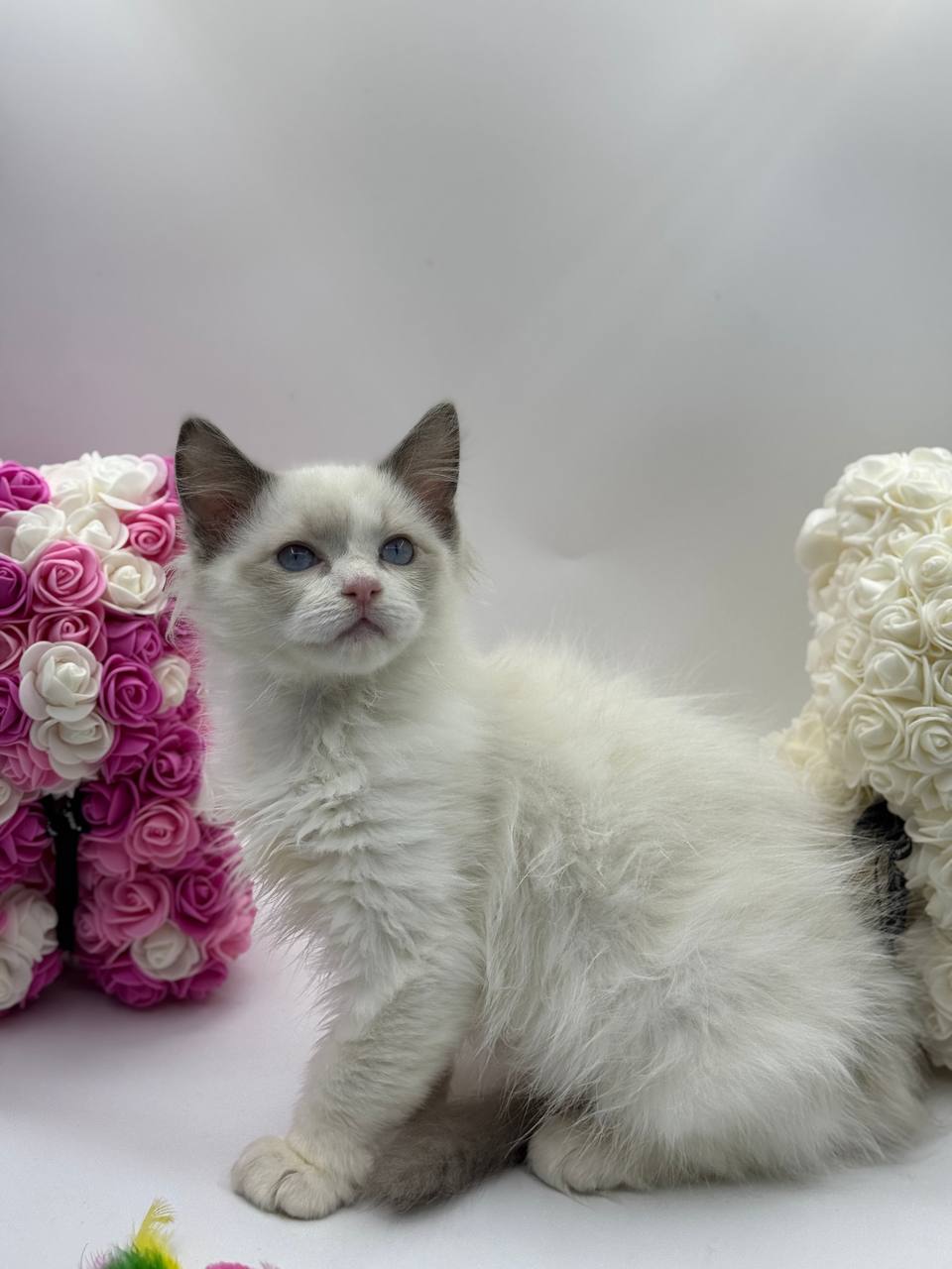 Lucky - Ragdoll Male 2.5 months old