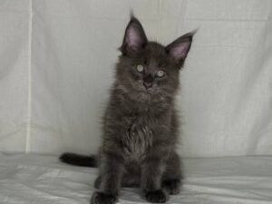 Johnston male 2,5 months old maincoon