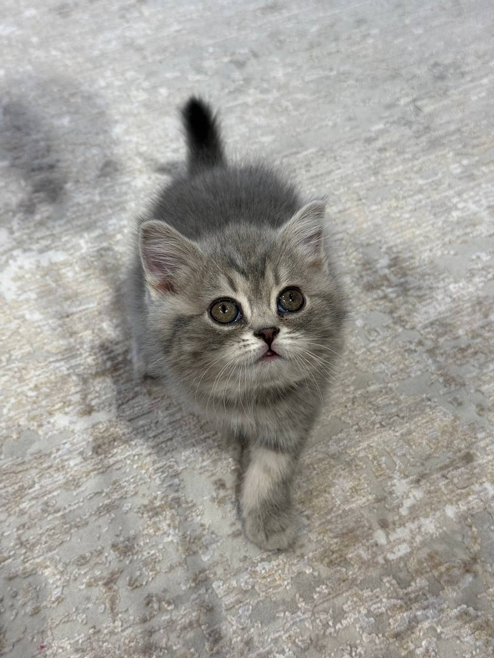 Alex British shorthair blue marble male