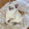 Mary British shorthair white point female 3 months old