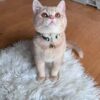 Fendi British shorthair gold Lilac male 4 months old