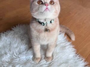 Fendi British shorthair gold Lilac male 4 months old