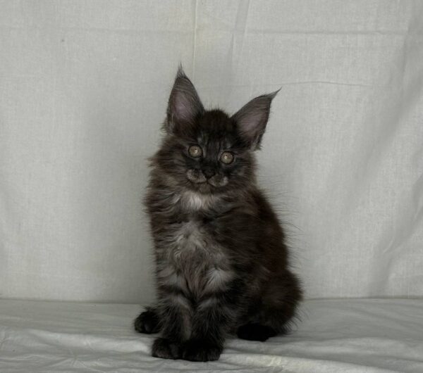 Jeniffer Maincoon female 2,5 months old