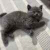 Martin British shorthair Blue male 2 months old