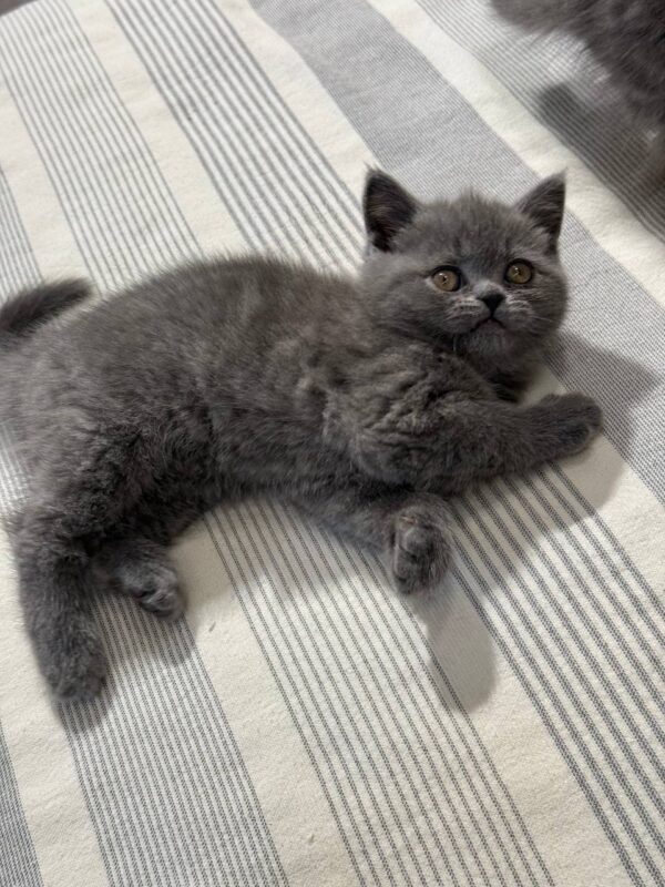 Martin British shorthair Blue male 2 months old