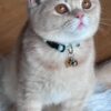 Fendi British shorthair gold Lilac male 4 months old